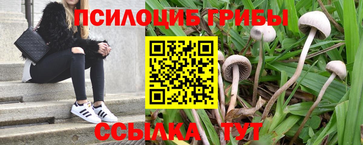 Галлюциногенные грибы Psilocybine cubensis Губаха
